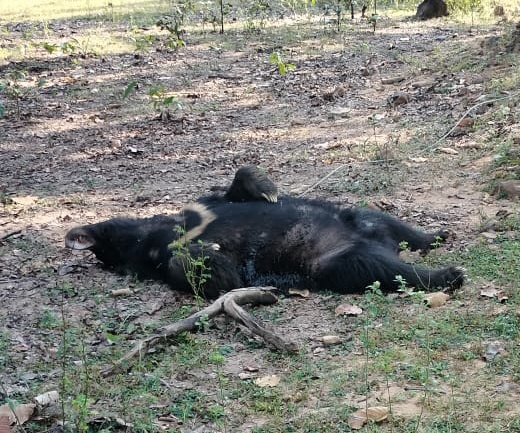 जंगल किनारे भालू मृत मिला, जांच