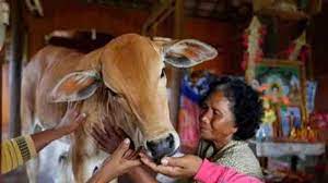 बुजुर्ग महिला ने गाय से ही रचा ली शादी! जानवर के रूप में पति के पुनर्जन्म का किया दावा तो चौंक गए लोग