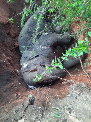 ओडिशा में पिछले 5 साल में 406 हाथियों की हुई मौत