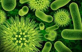 बैक्टीरिया में प्रतिरक्षात्मक प्रणाली