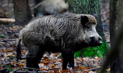 केरल : अथिरापल्ली में मृत जंगली सूअरों में पाया गया एंथ्रेक्स