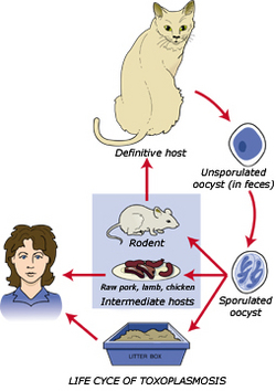 बिल्लियों से फैलने वाला संक्रमण टोक्सोप्लाजमोसिस