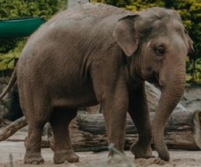 तमिलनाडु में जंगली हाथियों के हमले रोकने के लिए पीडीएस दुकानों को ऊंचा किया जाएगा