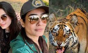 अभिनेत्री रवीना टंडन की गाड़ी सफारी करते हुए बाघ के पास पहुंची, जांच के आदेश