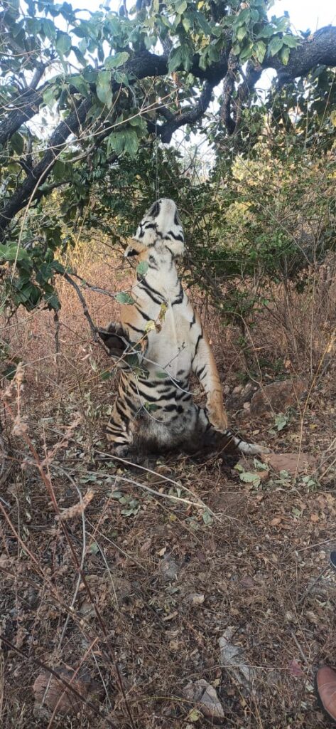 पन्ना अभयारण्य के पास पेड़ से लटका मिला बाघ का शव
