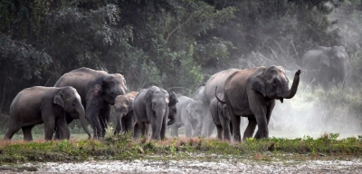 आंध्र प्रदेश : जंगली हाथियों ने शख्स को कुचल कर मार डाला