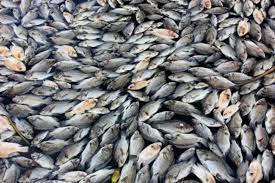 ऑस्ट्रेलिया में भीषण गर्मी से लाखों की संख्या में मछलियां मरीं