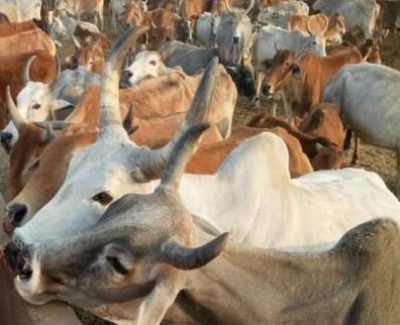 तेलंगाना में सड़क हादसे में 14 गायों की मौत