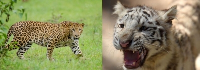 यूपी रिजर्व में बाघों ने तेंदुओं को अपने 'क्षेत्र' से खदेड़ा