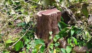 भोपाल में लोगों ने वीवीआईपी बंगलों के लिए पेड़ों को नहीं कटने देने की शपथ ली