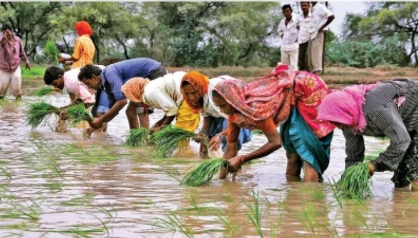 जुलाई में अच्छी बारिश होने से बुवाई की स्थिति पिछले साल से बेहतर : रिपोर्ट 