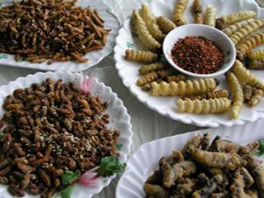 सिंगापुर ने 16 कीड़ों को मानव भोजन के रूप में इस्तेमाल करने की मंजूरी दी