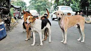 गाजियाबाद में मालिकों को बचाने के लिए हमलावरों से भिड़ गए कुत्ते