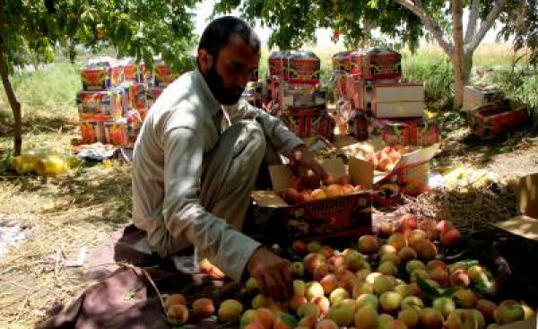संकट में फंसे अफगान किसानों को 'जकात' कर चुकाने के लिए मजबूर कर रहा तालिबान