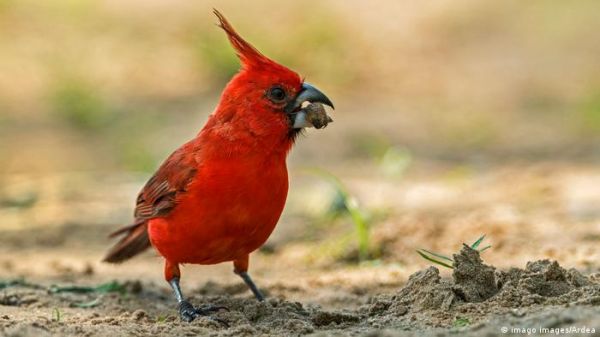 अमेजन के पक्षियों का घट रहा आकार, जलवायु परिवर्तन का असर