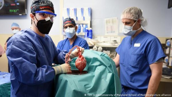 'ऐतिहासिक': इंसान में सफलतापूर्वक प्रत्यारोपित हुआ सूअर का दिल
