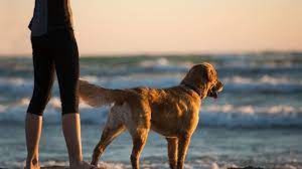 रहस्यमयी बीमारी के कारण समुद्र तट पर जाने वाले कुत्तों की हो जा रही मौत! डॉक्टरों के भी उड़े होश