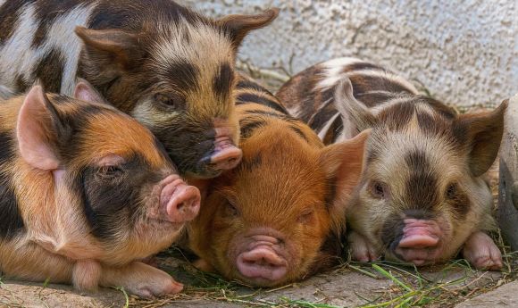 क्या अब सूअर बचाएगा इंसान की ज़िंदगी? क्या होता है जेनोट्रांसप्लांटेशन