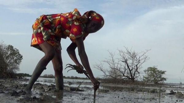 अफ्रीका को जलवायु की रक्षा के लिए पैसे क्यों नहीं मिल रहा है