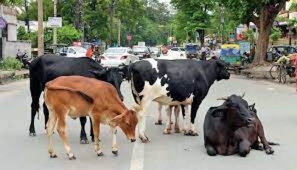 आवारा पशुओं पर योगी का प्लान, किसानों से ख़रीदा जाएगा गोबर और डीएम 'पकड़ेंगे' गाय 