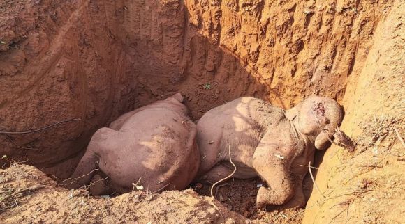ट्रेन की टक्कर से 3 हाथियों की मौत