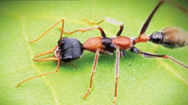 सूचनाएं एकत्र करने के मामले में भी चींटियां बेमिसाल