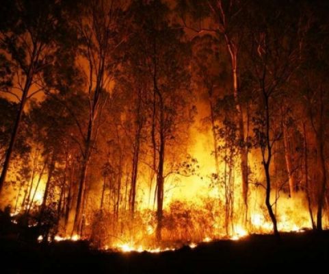 पाकिस्तान के जंगल में लगी आग, 4 की मौत