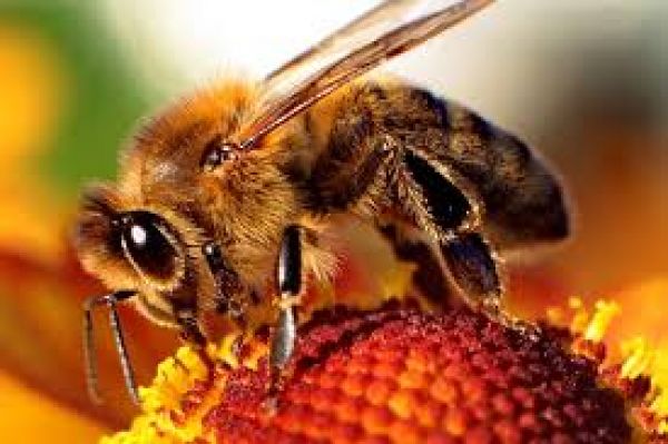 मधुमक्खियां घर कैसे लौटती हैं?