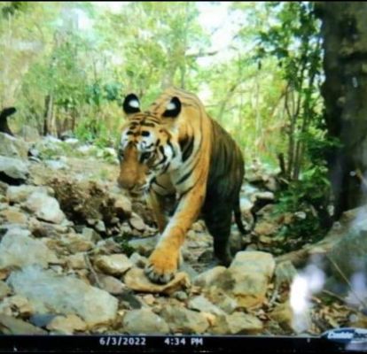  अचानकमार के कैमरे में कैद हुआ टाइगर, वन्यजीव प्रेमियों ने खुशी जताई