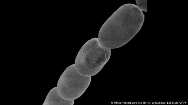 वैज्ञानिकों ने खोजा अब तक का सबसे बड़ा बैक्टीरिया
