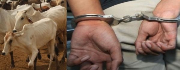 कर्नाटक : गायों के साथ अप्राकृतिक यौनाचार करने वाले शख्स को पुलिस ने किया गिरफ्तार