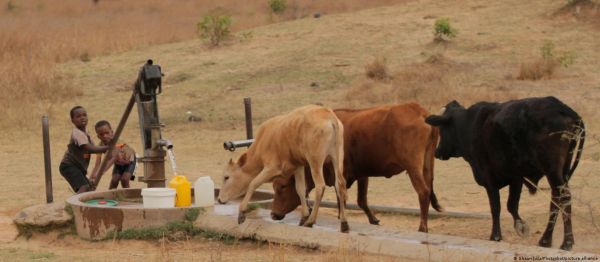 पेंशन फंड नहीं गायों में पैसा लगा रहे हैं जिम्बाब्वे के लोग