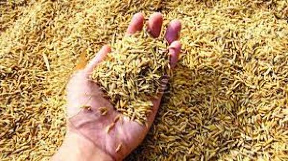 चावल जमा नहीं करने वाले दो राइस मिलों में छापा, 30 हजार क्विंटल धान जब्त