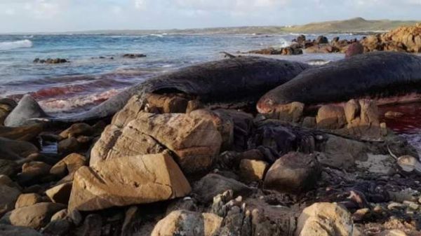 ऑस्ट्रेलिया के समुद्र तट पर 14 स्पर्म व्हेल्स मरी मिलीं