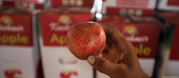 ट्रकों में पड़े सड़ रहे हैं 100 करोड़ के कश्मीरी सेब