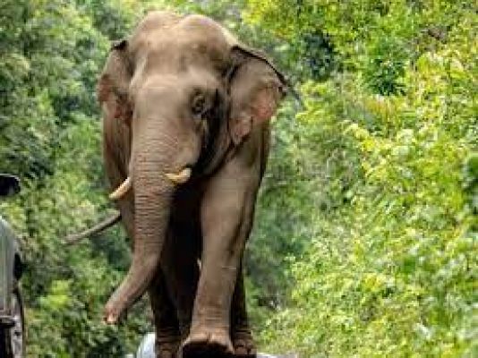 केरल में जंगली हाथियों के झुंड से बचने को पेड़ के ऊपर डेढ़ घंटे तक बैठा रहा युवक