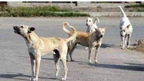 इंदौर में बेसहारा कुत्तों के गुप्तांगों पर ‘मजे के लिए’ पेट्रोल छिड़क रहे थे दो लोग, मामला दर्ज