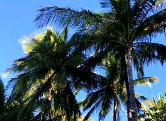 तीन घंटे की मशक्कत के बाद दमकल अधिकारियों ने केरल के ठेकेदार को नारियल के पेड़ से उतारा 