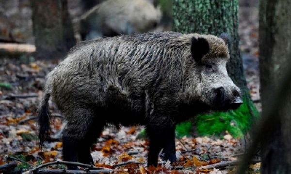 बैतूल में 4 जंगली सुअरों का शिकार, दो गिरफ्तार