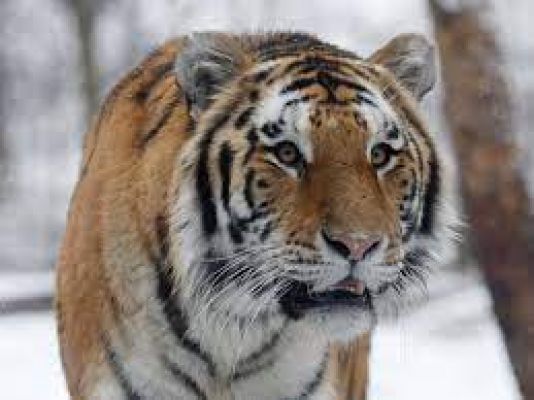 बाघ के अवशेष खोजने में लग गए 85 साल, पर मिले कहाँ?