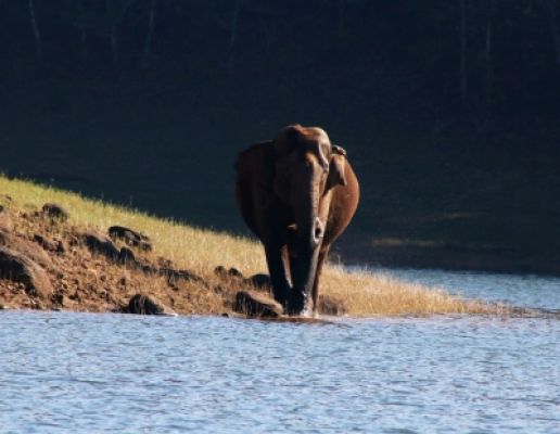 हाथी पर गोली चलाने के आरोप में खेत का मालिक गिरफ्तार