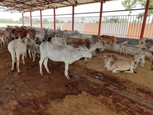 कर्नाटक में गाय के बछड़े से दुष्कर्म के आरोप में एक व्यक्ति गिरफ्तार