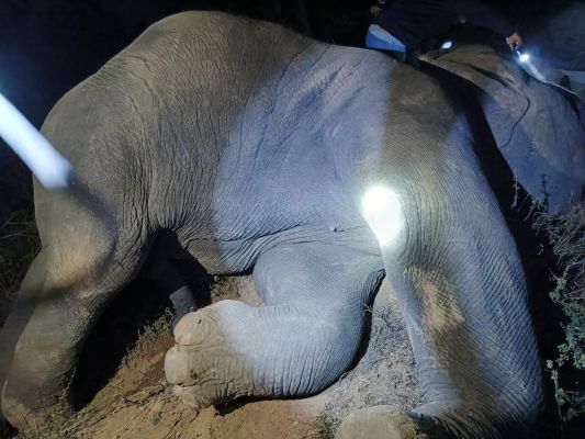 कोडार बांध नहर नाली मार्ग में हुकिंग तार की करंट से हाथी की मौत?