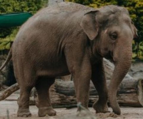 यूपी में हाथी ने एक व्यक्ति को कुचल कर मार डाला