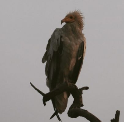 यूपी में पक्षी उत्सव का शुभंकर 'जटायु'