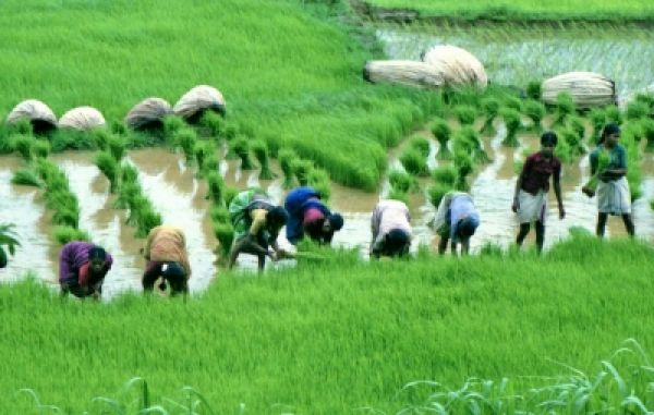 कृषि क्षेत्र में 6 वर्षों में 4.6 प्रतिशत की वार्षिक दर से वृद्धि : आर्थिक सर्वे