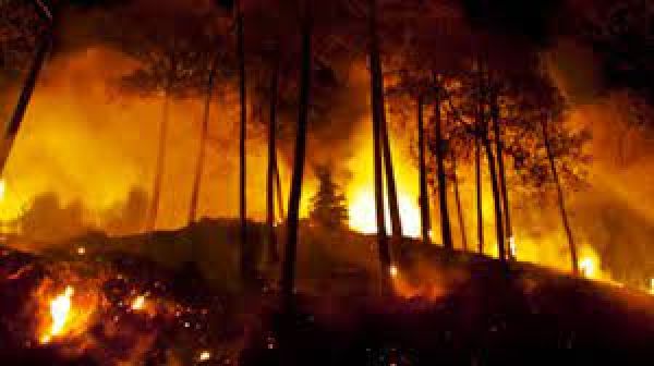 चिली के जंगल में लगी आग में 13 लोगों की मौत
