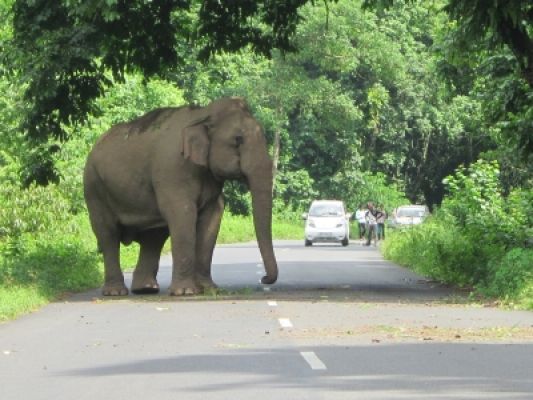 कोयंबटूर में जंगली हाथी ने महिला को कुचल कर मार डाला