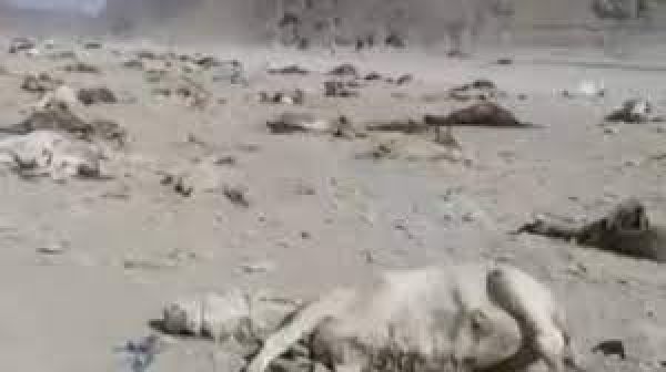 ईरान ने पाकिस्तान-अफ़ग़ान सीमा पर सैकड़ों गधों को क्यों मार डाला
