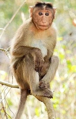 भारत से पाकिस्तान पहुंचे बंदर को जू में रखने के लिए कोई तैयार नहीं
